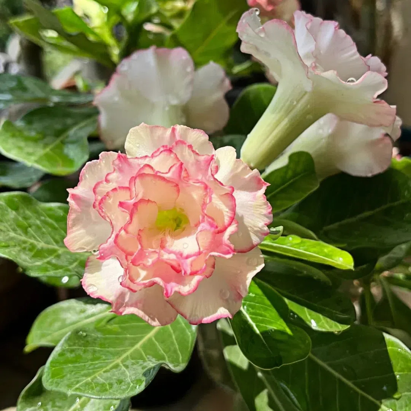 🌵🌹 Dive into Desert Beauty: Desert Rose Seeds for Your Tranquil Haven!-Various Colors🌱Long Flowering Period 🏜️🌺