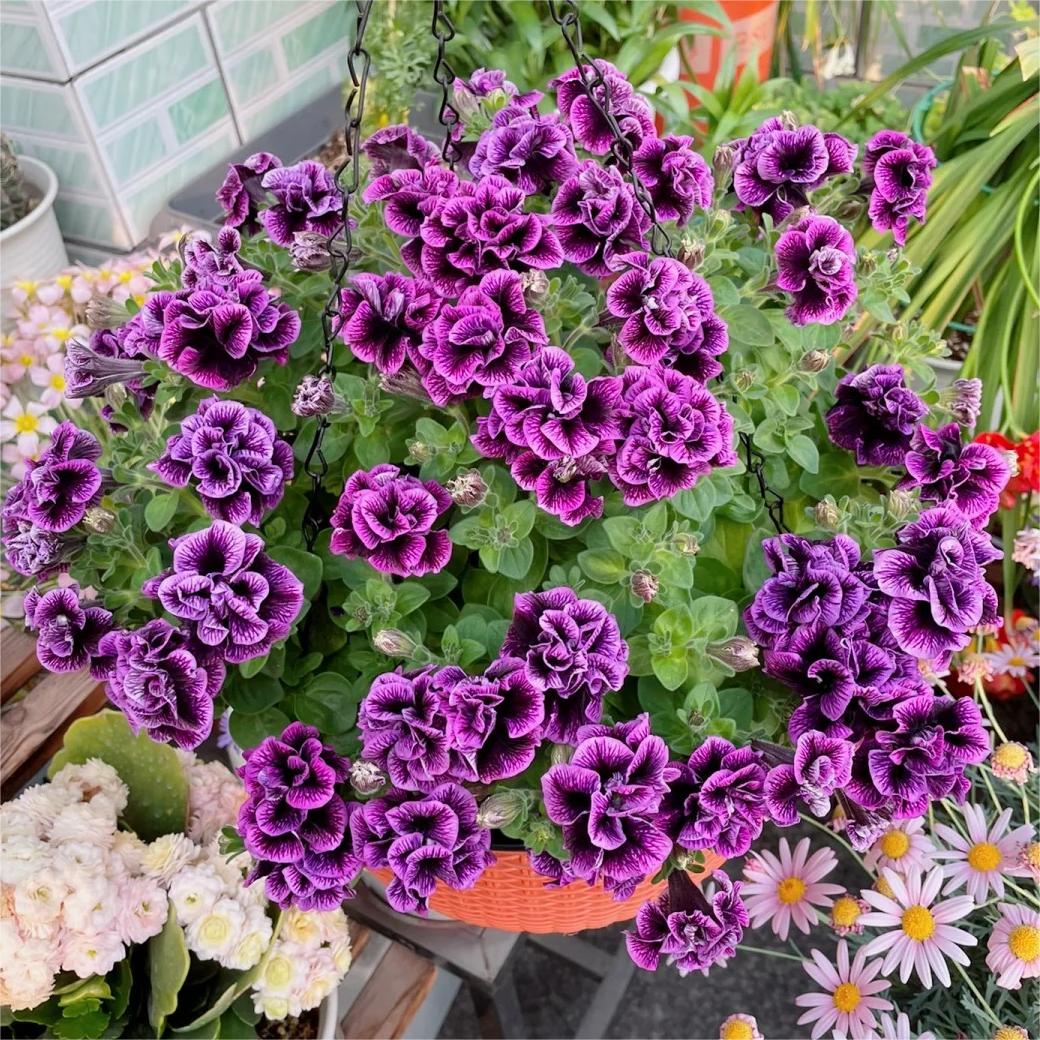 Petunia Seeds, Double Pirouette Purple F1