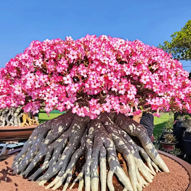 🌵🌹 Dive into Desert Beauty: Desert Rose Seeds for Your Tranquil Haven!-Various Colors🌱Long Flowering Period 🏜️🌺