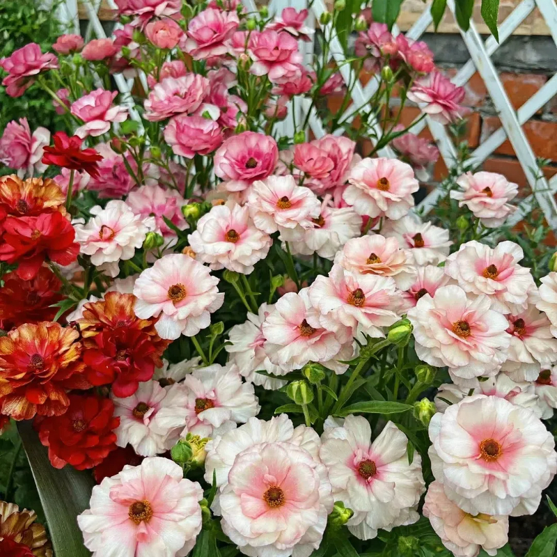 Multicolor Butterfly Ranunculus Seeds