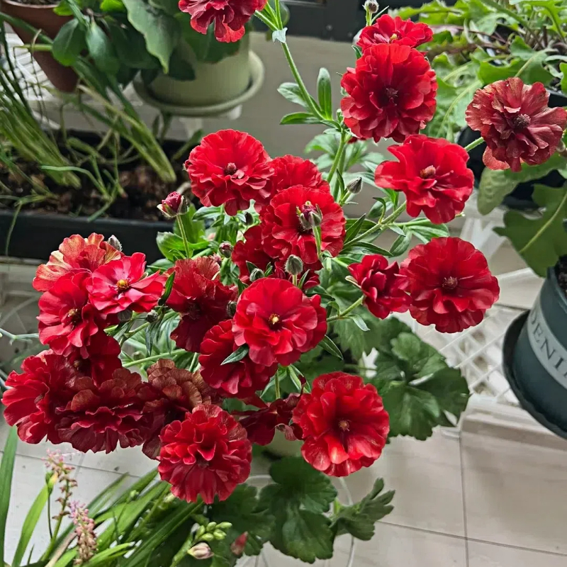 Multicolor Butterfly Ranunculus Seeds