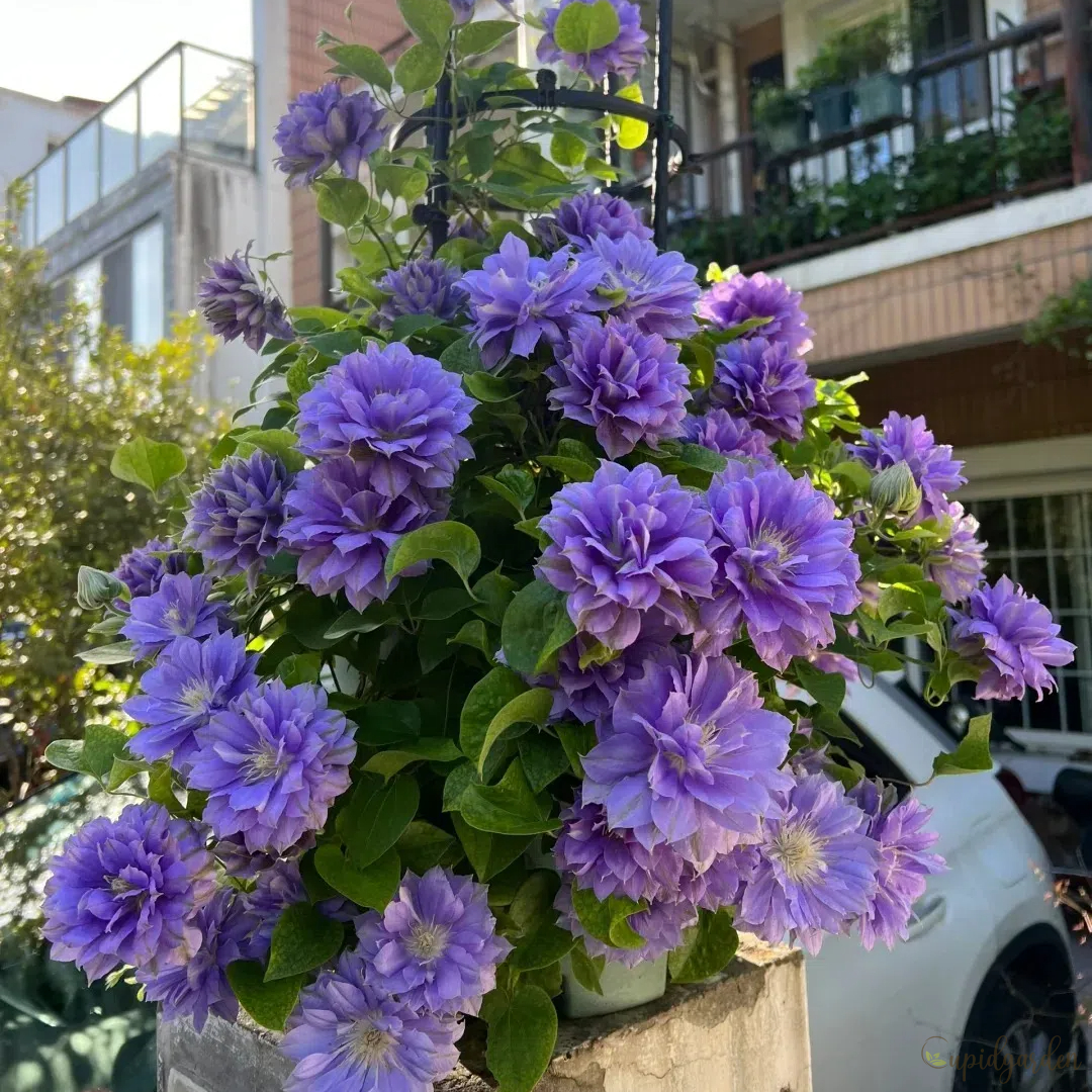 🌸Queen of Vines - Climbing Clematis Seeds