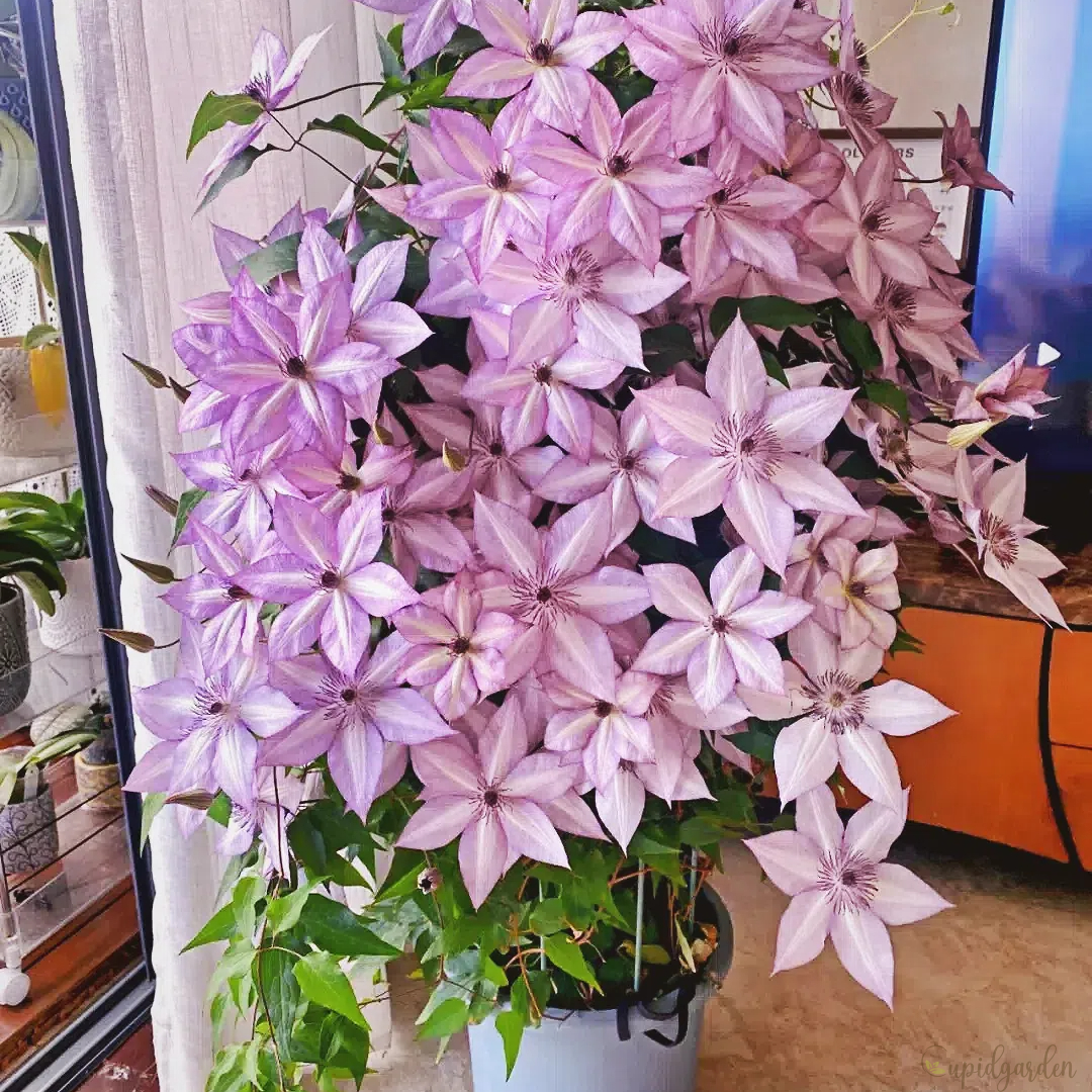 🌸Queen of Vines - Climbing Clematis Seeds