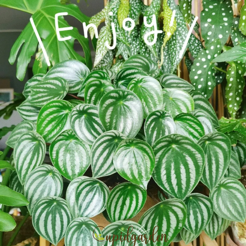 Peperomia Sandersii Seeds