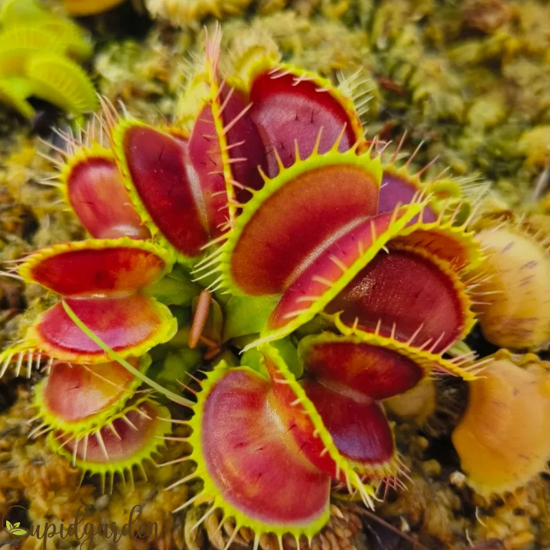Insect Catching Artifact – Venus Flytrap