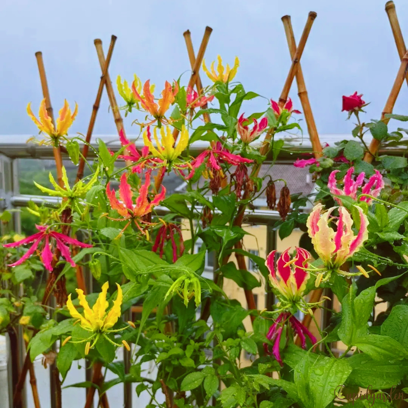Gloriosa Lily-The Flame Lily