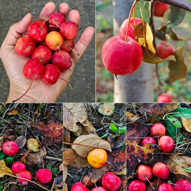 Malus × Kaido Seeds