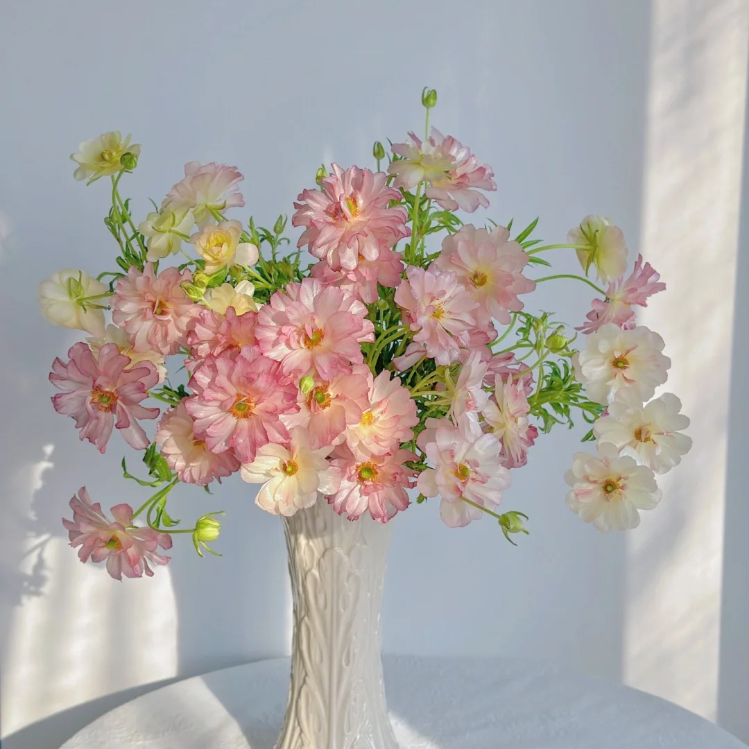 Multicolor Butterfly Ranunculus Seeds
