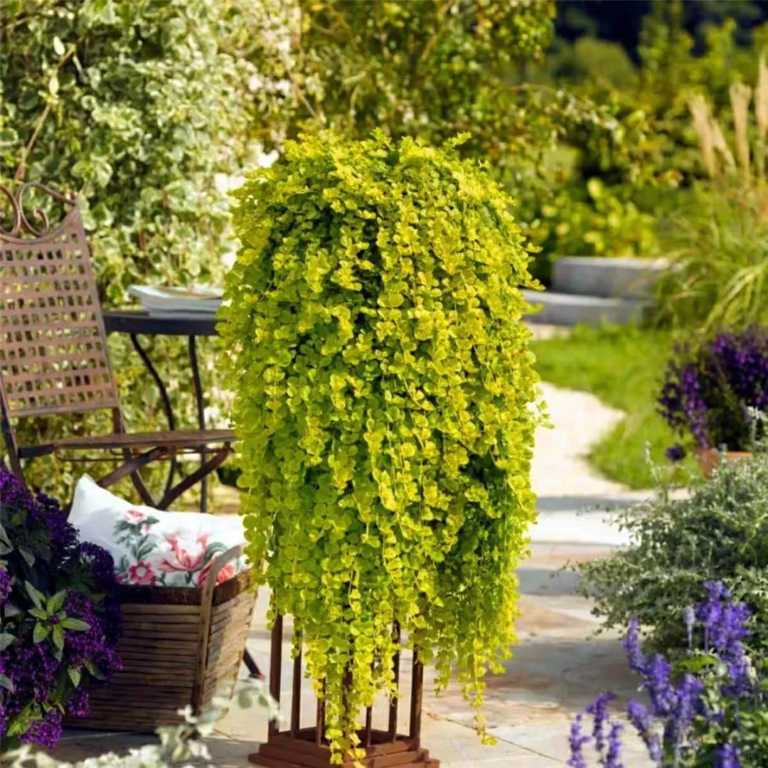🌈Wonderful Chartreuse Groundcover✨Golden Creeping Jenny