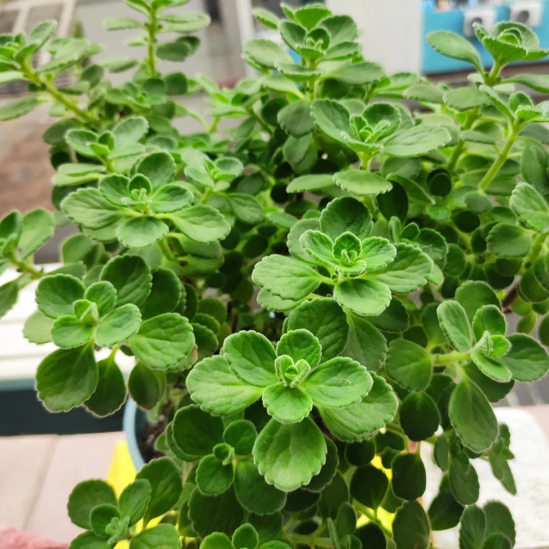 Plectranthus ‘Cerveza 'n Lime' Seeds