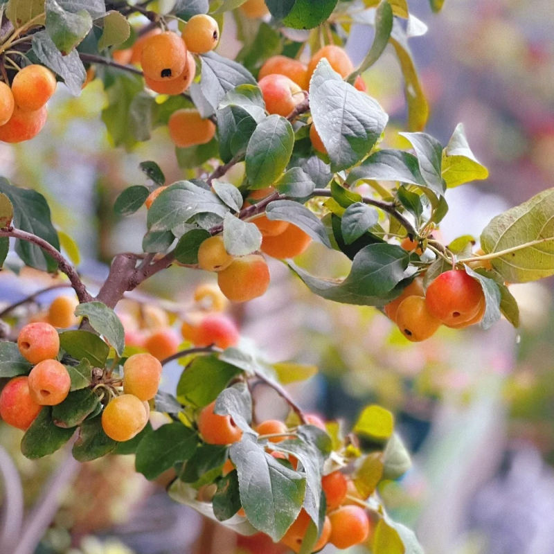 Malus × Kaido Seeds