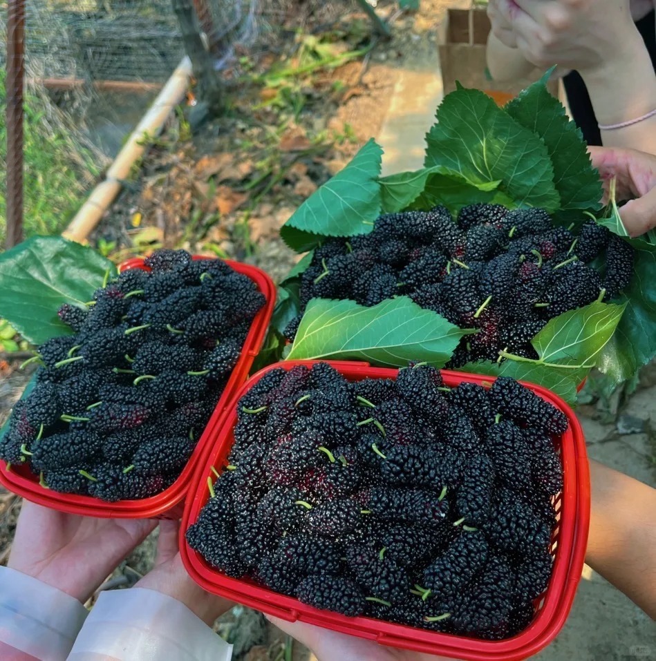 Black Mulberry Seeds
