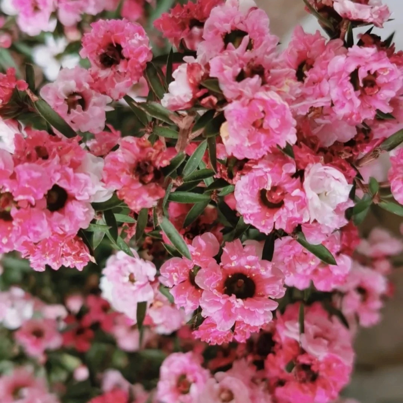 Leptospermum Scoparium Seeds
