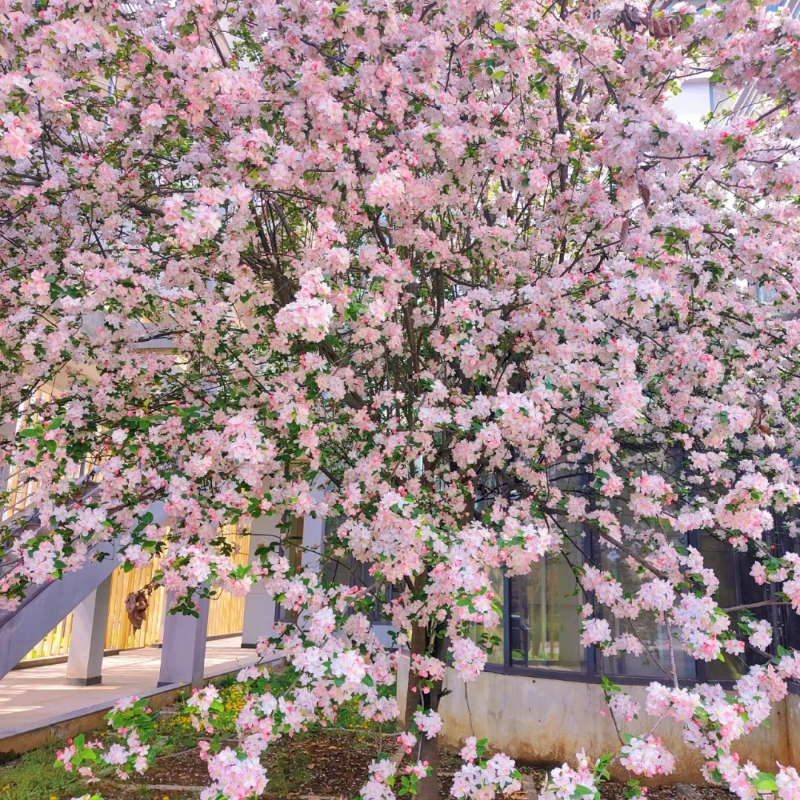 Malus × Kaido Seeds