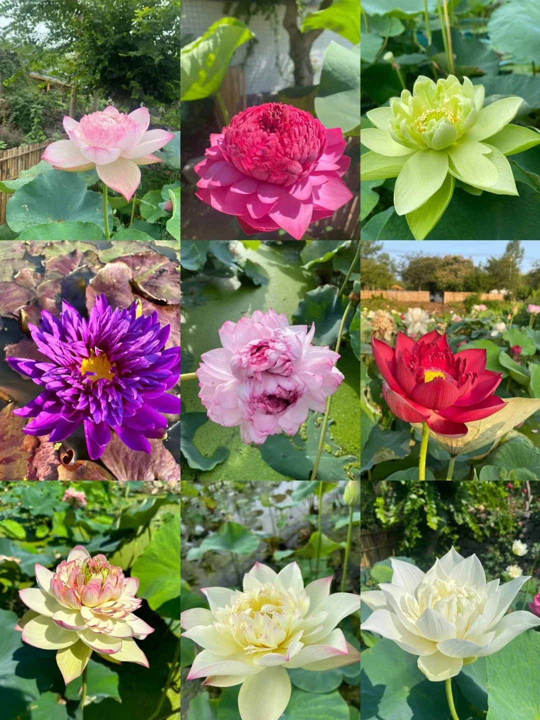 The Sacred Bonsai Lotus Flower