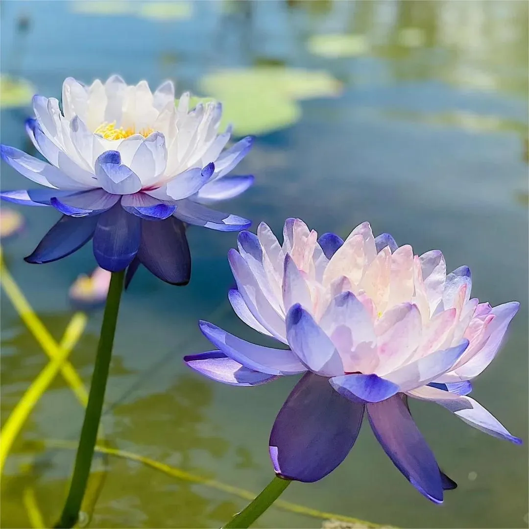 The Sacred Bonsai Lotus Flower