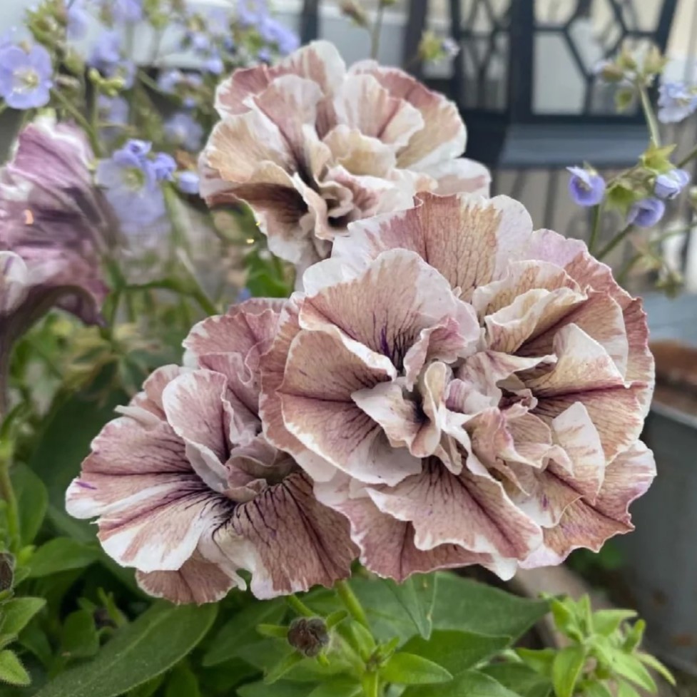 Petunia Seeds, Double Pirouette Purple F1