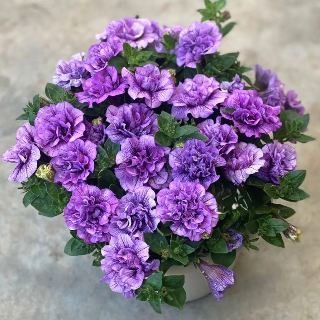 Petunia Seeds, Double Pirouette Purple F1