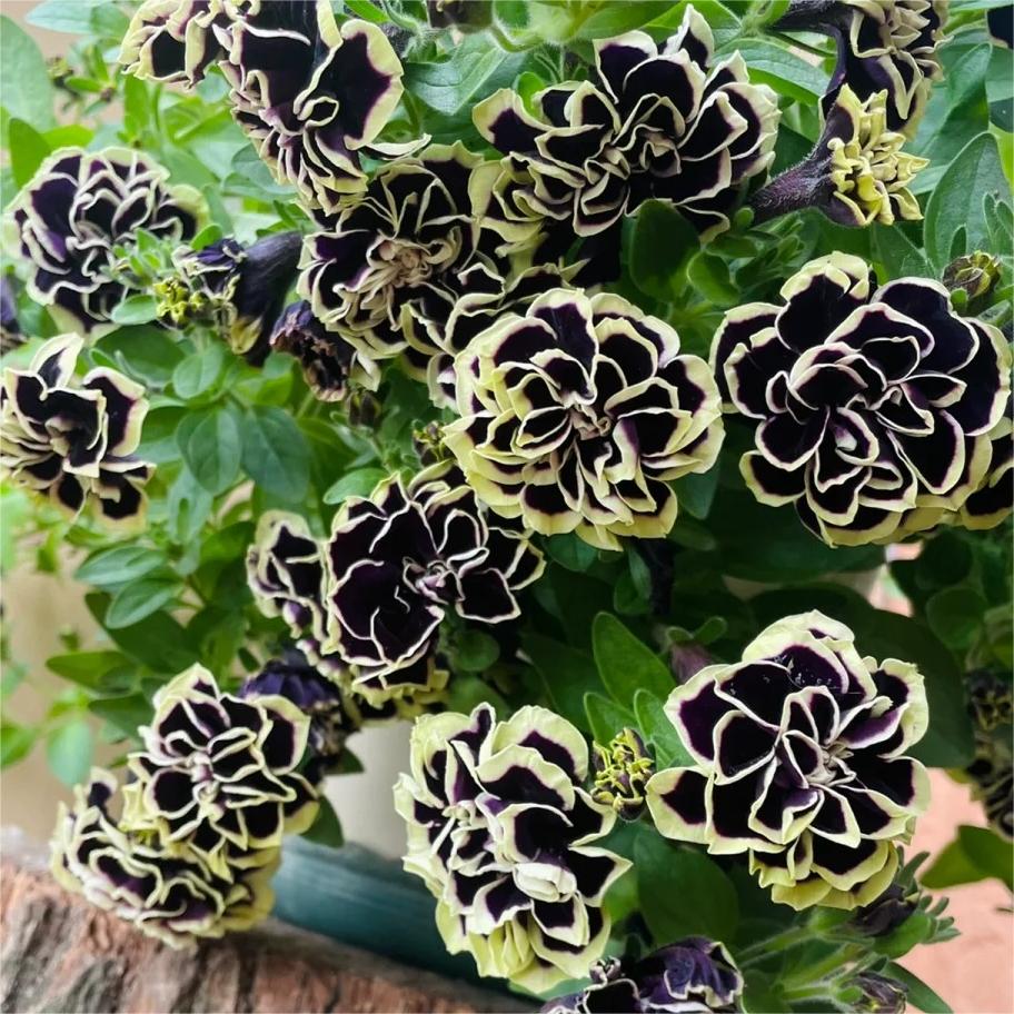 Petunia Seeds, Double Pirouette Purple F1