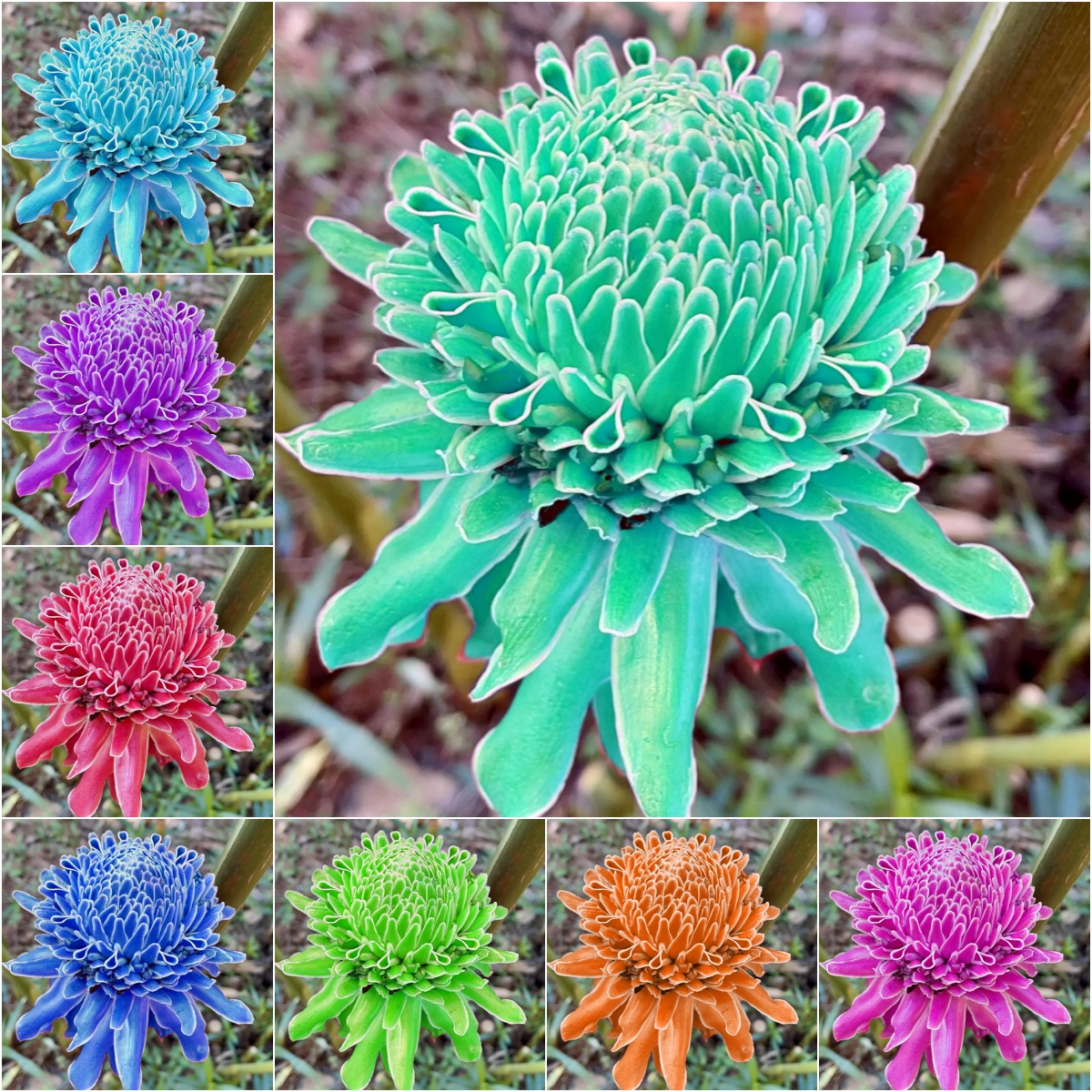 🌹✨ Bulbos de rosas de porcelana eterna 🌸💎— "Donde la elegancia se encuentra con la belleza eterna" 🏡✨