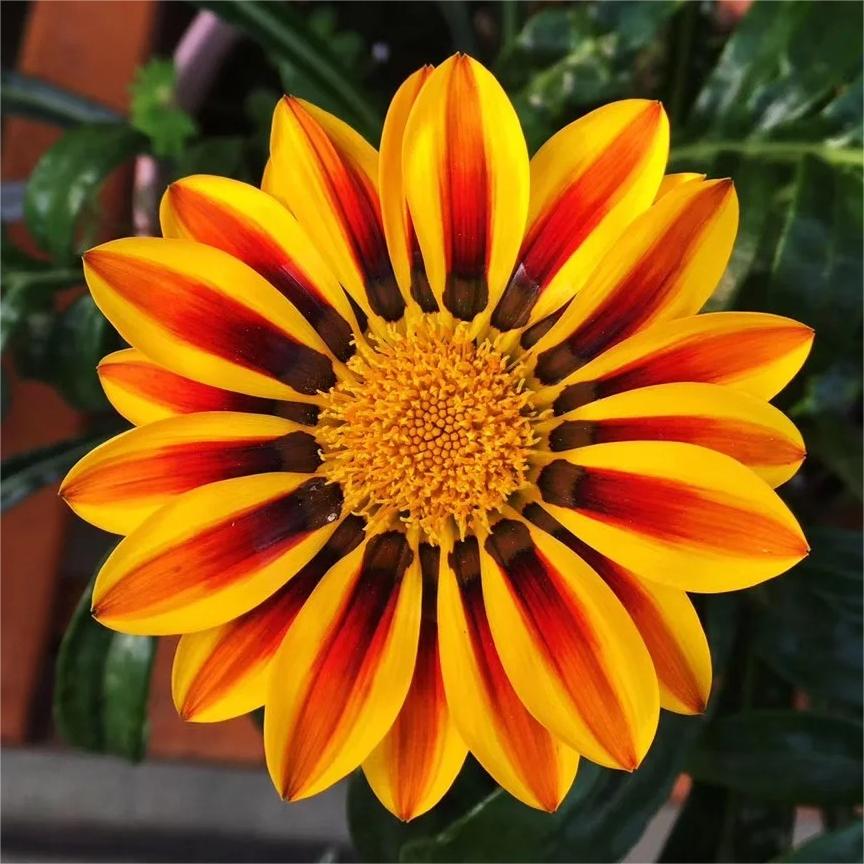 🏅Medal Chrysanthemum