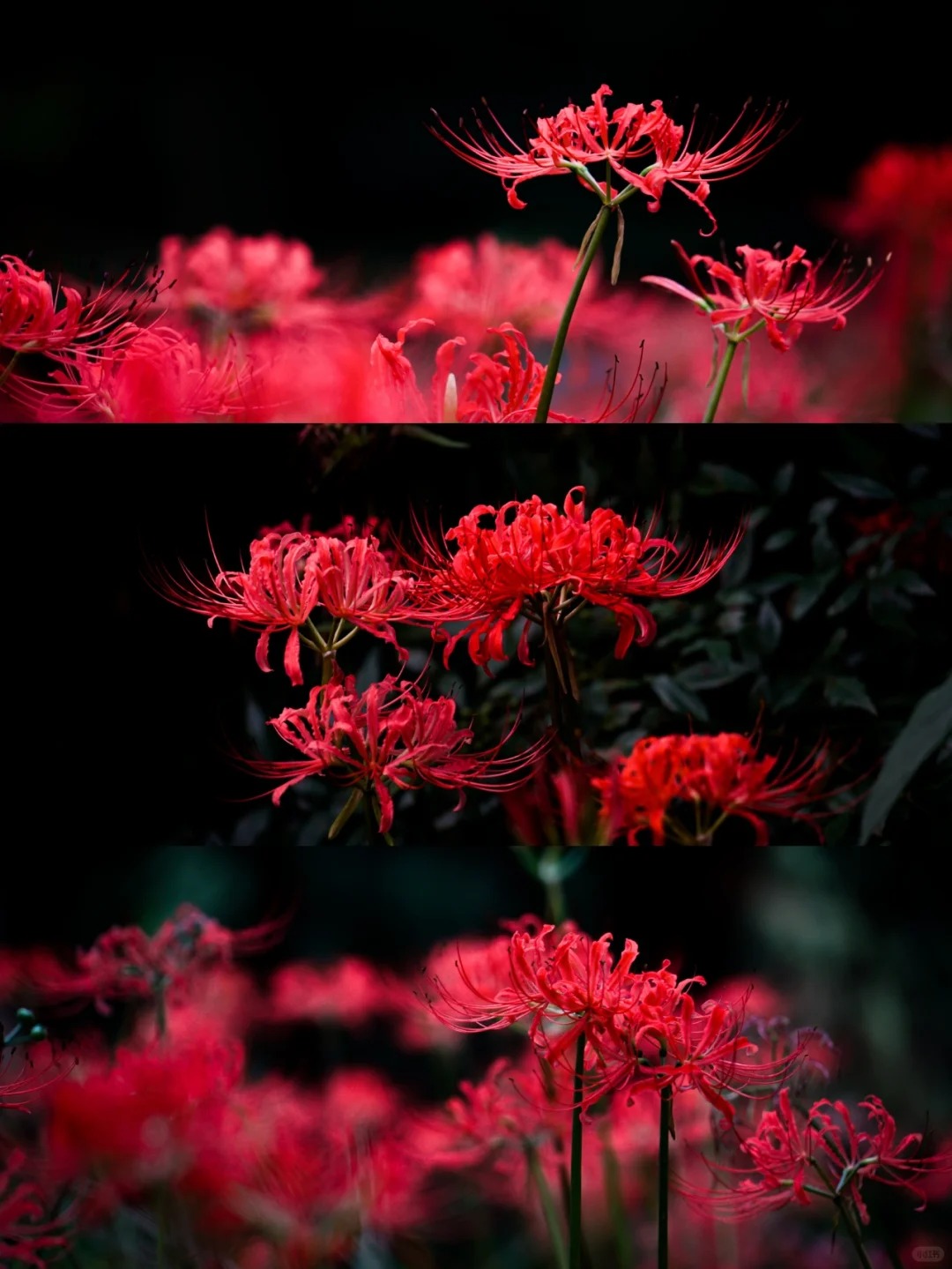Higanbana Spider Lily Equinox Flower Bulbs