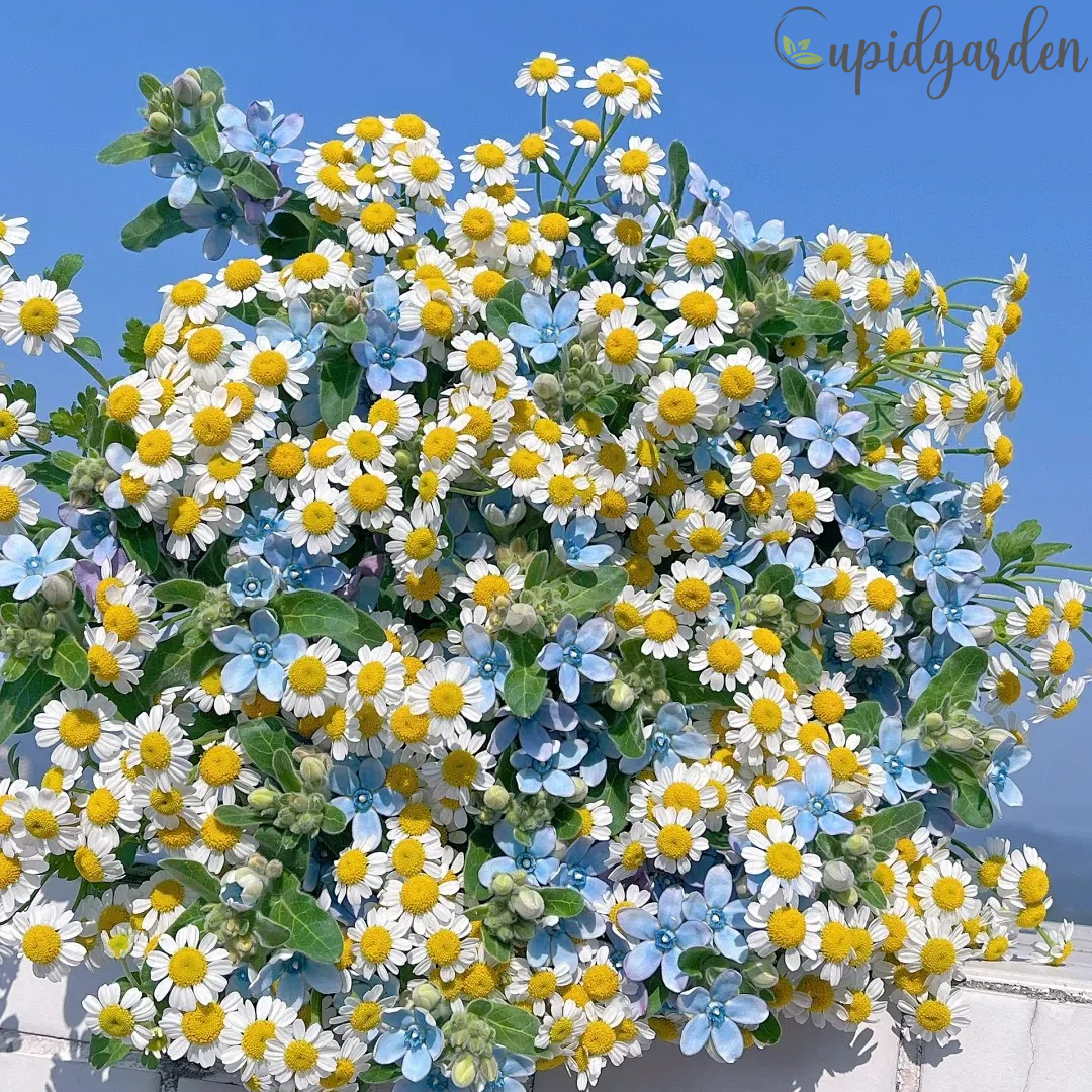 🌼 Chamomile Seeds - Calming Beauty for Your Garden! 🌼