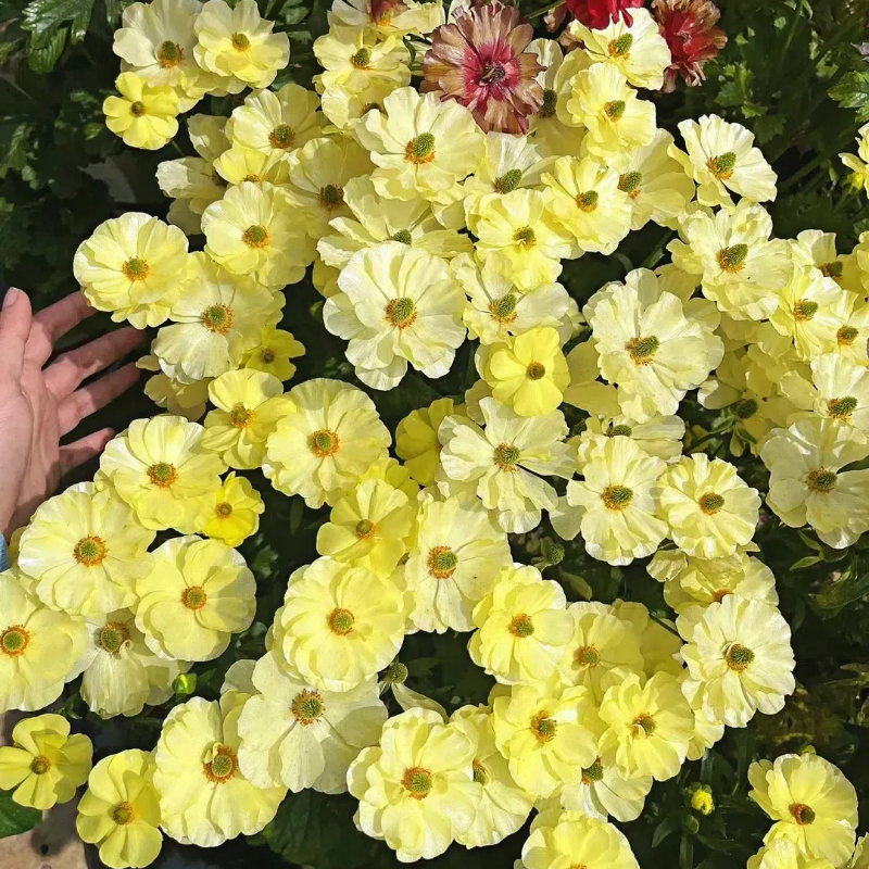 Multicolor Butterfly Ranunculus Seeds