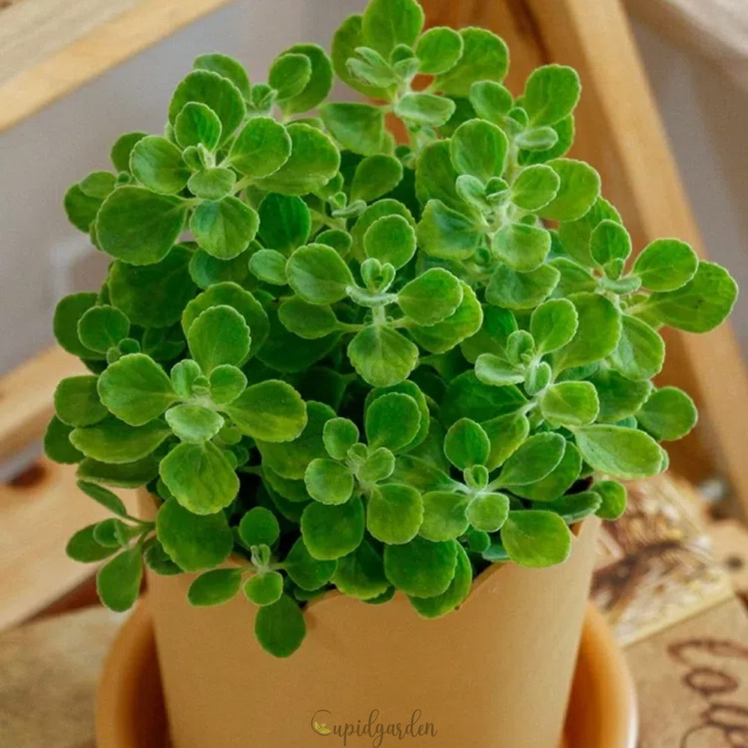 Plectranthus ‘Cerveza 'n Lime' Seeds