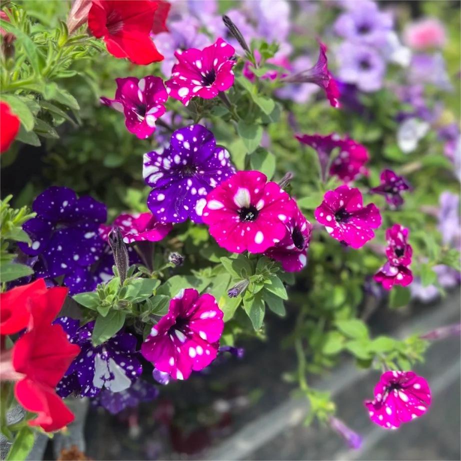 Petunia Seeds, Double Pirouette Purple F1