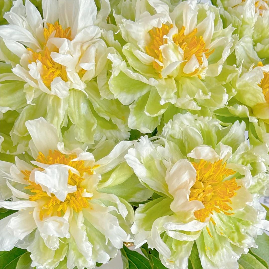 🌺Pfingstrose - Fee unter Blumen