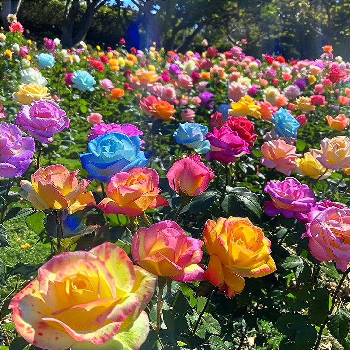 Colorful Roses - Flowers of Good Luck