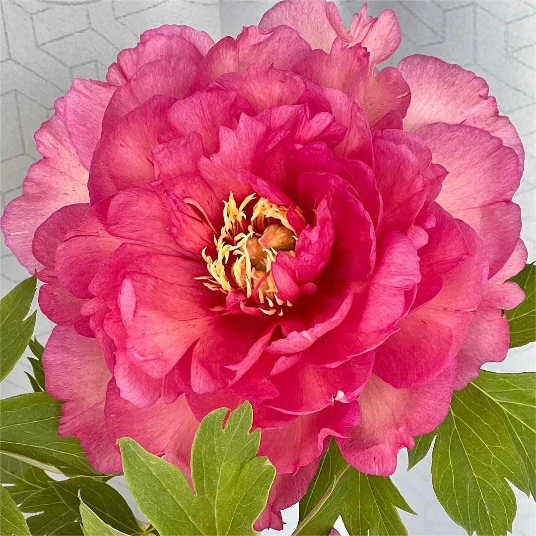 🌺Pfingstrose - Fee unter Blumen