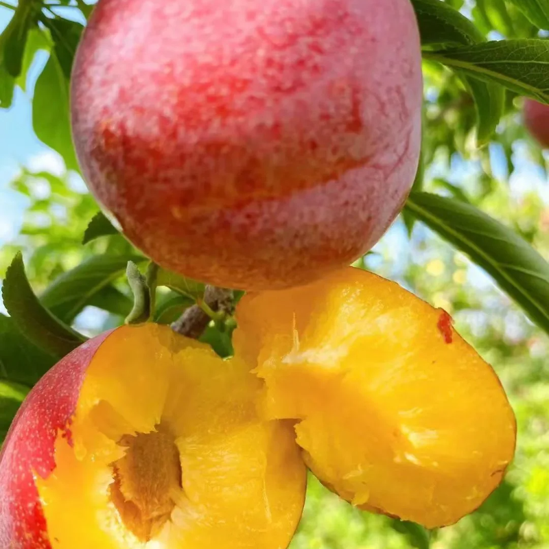 Dahongpao Plum Seeds