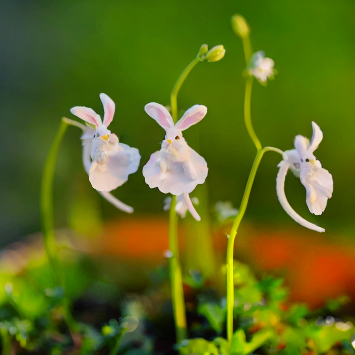 Soft And Cute Cold Killer-Bunny Flower Seeds