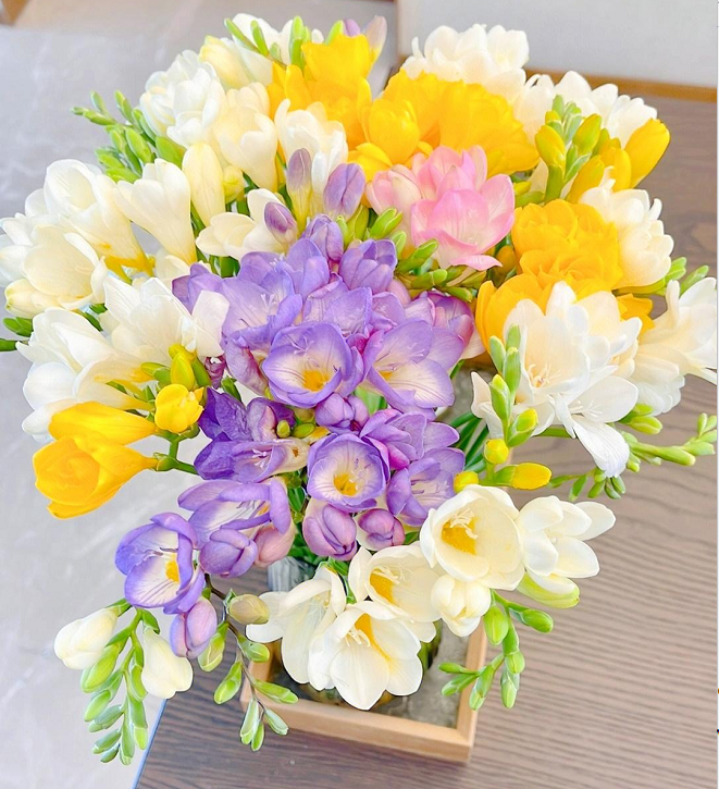 💐Freesia Bulbs-Happiness Arrives