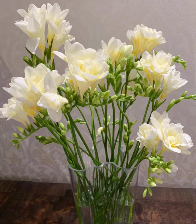 💐Freesia Bulbs-Happiness Arrives