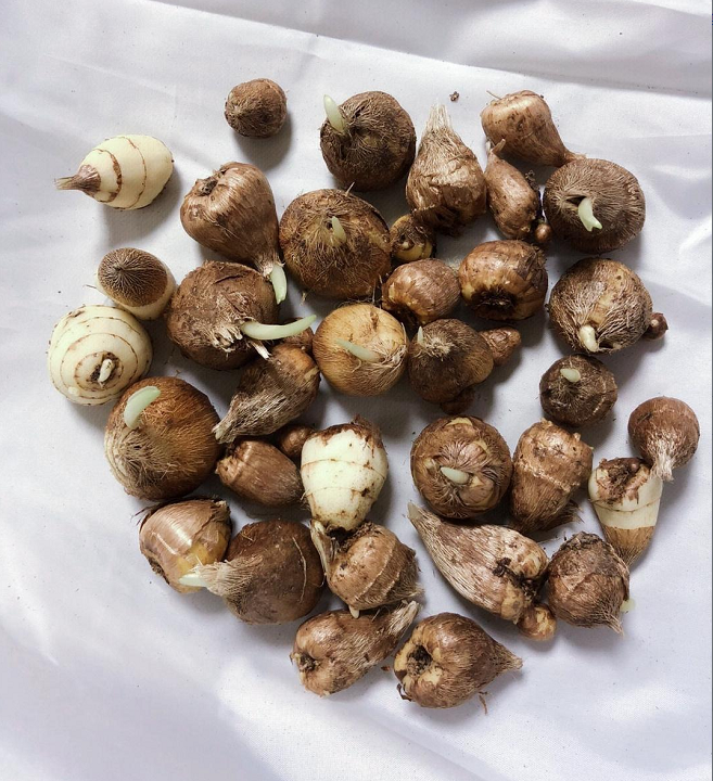 💐Freesia Bulbs-Happiness Arrives