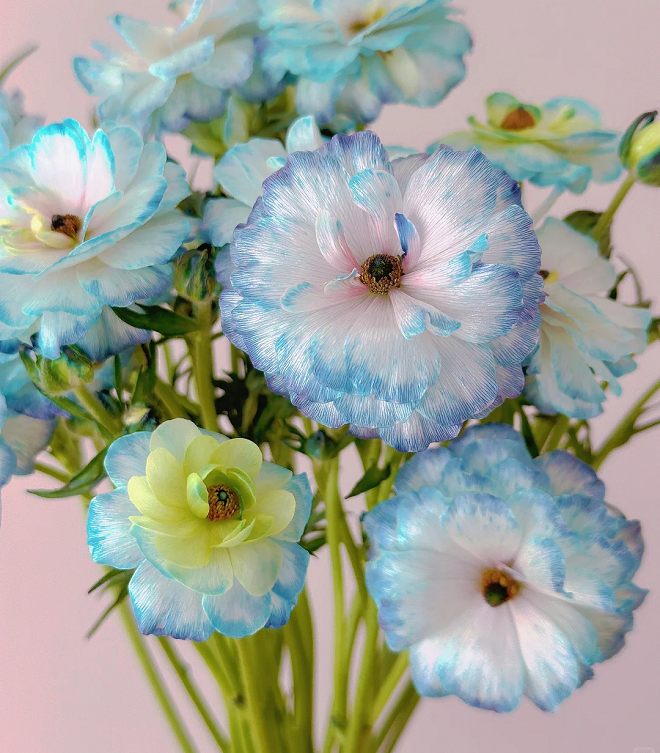 Light Blue Butterfly Peony Flower