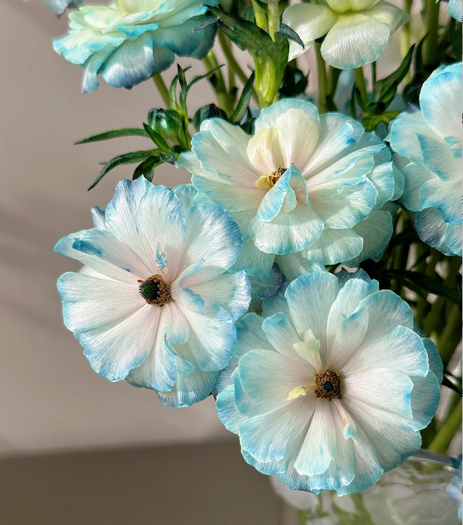 Light Blue Butterfly Peony Flower