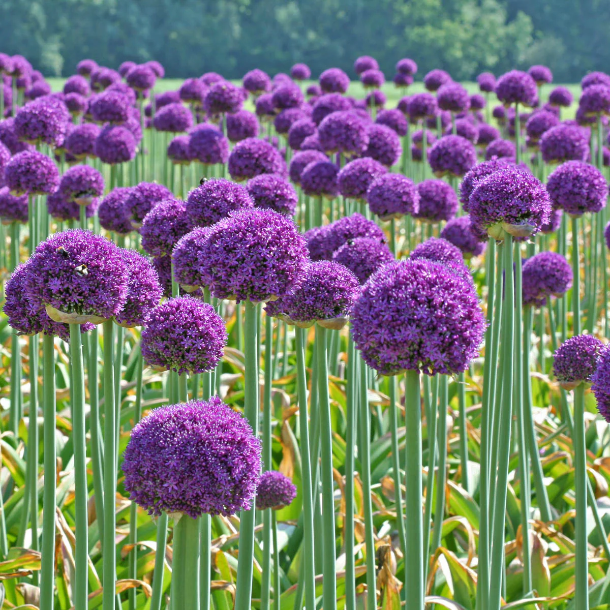 Giant Allium Giganteum Ornamental Onion Flower