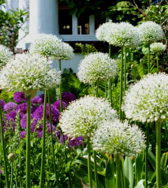 Giant Allium Giganteum Ornamental Onion Flower