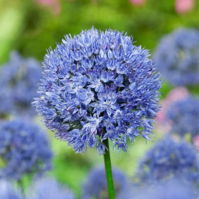 Giant Allium Giganteum Ornamental Onion Flower