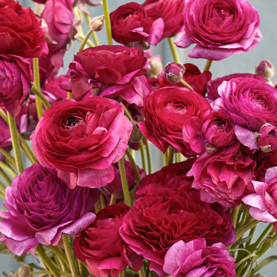 Multicolor Ranunculus Seeds