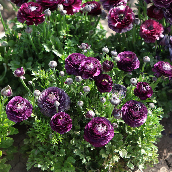 Multicolor Ranunculus Seeds