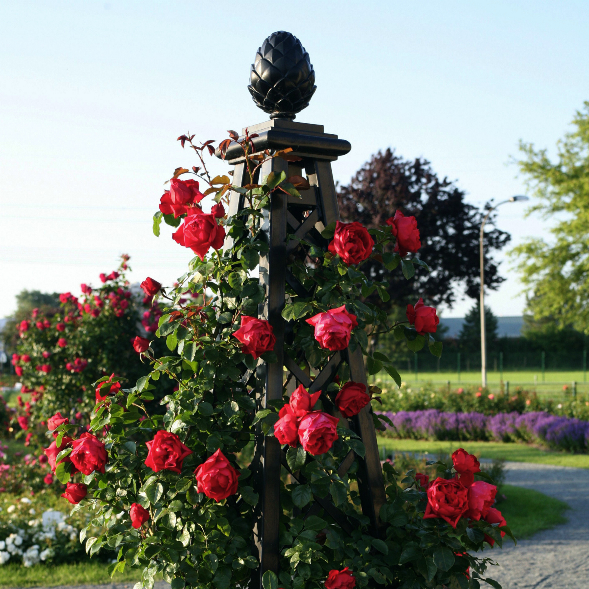 Florentina Arborose Seeds