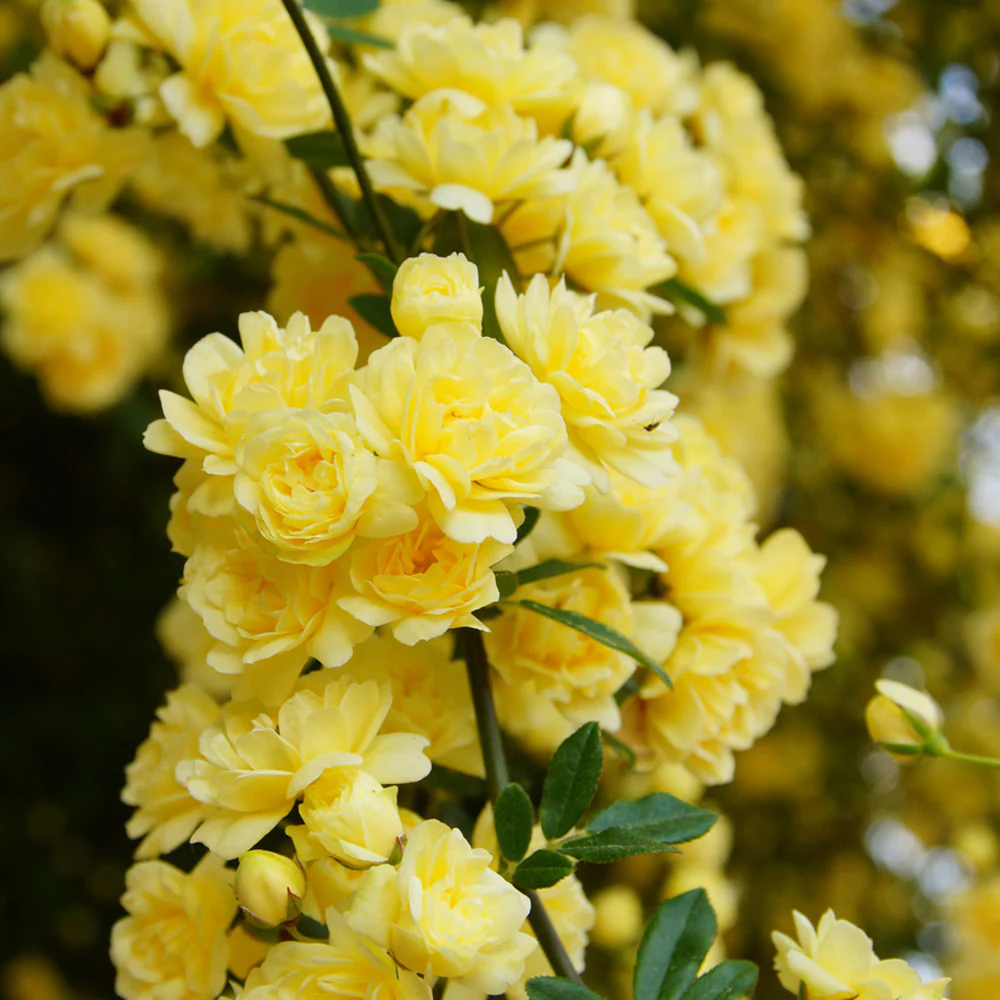 Yellow Banks Rose Seeds-Symbolizes Elegance and Happiness