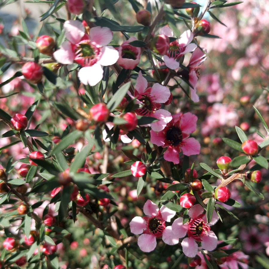 Leptospermum Scoparium Seeds