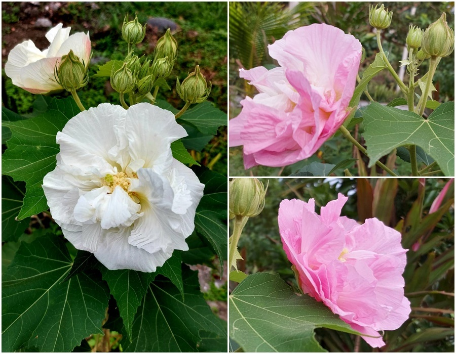 Hibiscus Mutabilis Seeds-Garden & Home Perennial Plants Flower Seeds