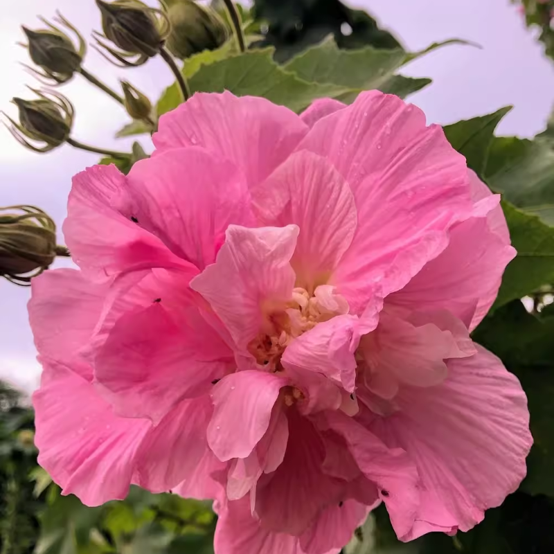 Hibiscus Mutabilis Seeds-Garden & Home Perennial Plants Flower Seeds